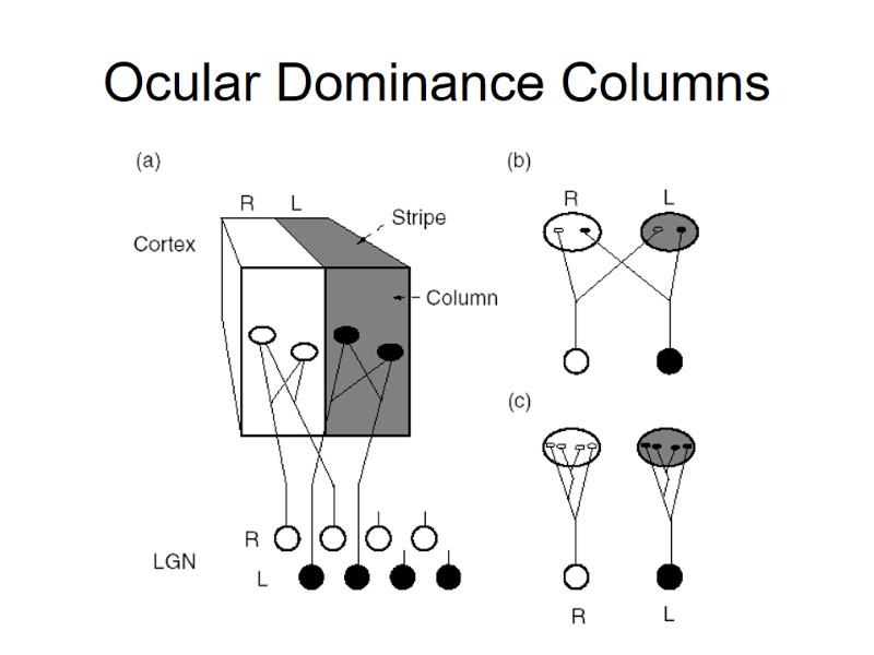Ocular Dominance Columns